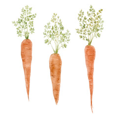 Watercolor illustration of three carrots with green leaves. Hand-painted vegetable clipart in natural tones perfect for farm design, kitchen decor, Easter art, and botanical projects.