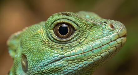 Obraz premium Close-up of the head and eyes of a green lizard with detailed scaly skin
