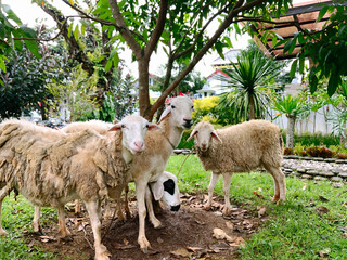 Fototapeta premium A serene outdoor scene featuring a small flock of domestic sheep gathered beneath a leafy tree in a natural setting