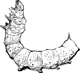 Vector sketch of an insect, black and white illustration