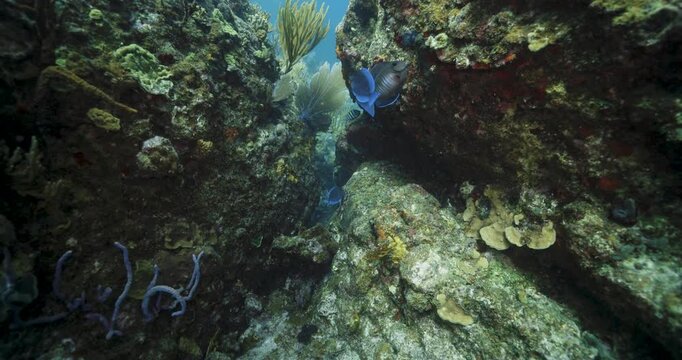 Underwater video shows a coral archway forming a natural tunnel in St. Thomas, U.S. Virgin Islands. A blue tang swims through while other reef fish linger among sponges and coral formations.