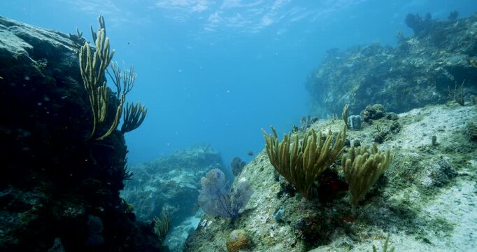 The camera glides along a coral reef wall in St Thomas, US Virgin Islands, showing sea fans, sponges and tropical fish on a gently sloping sea bed with clear blue water.