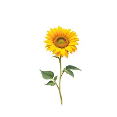 Obraz premium Single bright yellow sunflower with green leaves stands tall against a clean white background in summer