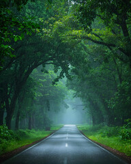 Fototapeta premium winding road, scenic road, forest road, lush forest, green forest, nature path, winding path, forest landscape, scenic drive, tree-lined road, woodland road, countryside road, forest trail, road 