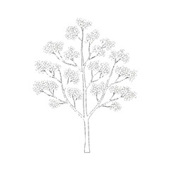 Fototapeta premium A line drawing of a tree with a single trunk and multiple branches against a white background.