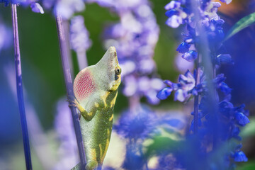 Green Anole lizard (Anolis carolinensis) showing off his pink dewlap on Blue Salvia flowers in the garden.