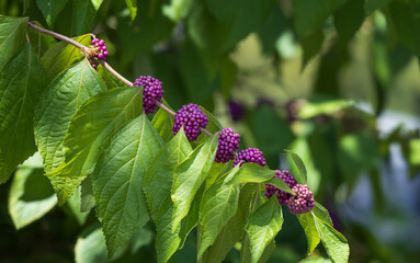 Purple berries of American Beautyberry tree (Callicarpa americana)