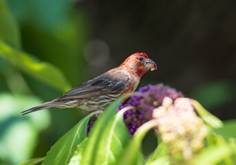 Male House Finch (Haemorhous mexicanus) feeding on purple berries from American Beautyberry tree
