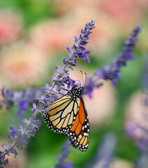 Migrating Monarch butterfly (Danaus plexippus) feeding on blue salvia flowers in Texas autumn garden. Pink zinnia flowers blooming in the background.  