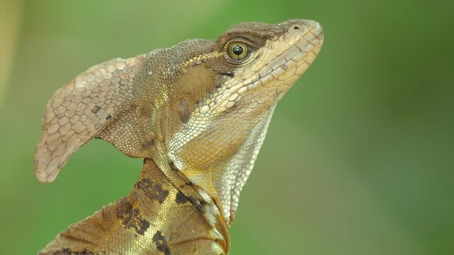 Common Basilisk Basiliscus basiliscus, A lizard sits calmly on a tree branch, its textured body and raised head clearly visible against a soft green forest background, capturing a quiet moment of wild
