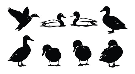 Obraz premium Black and white silhouettes of ducks in various poses and positions