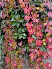 Cascade of colorful autumn Virginia creeper leaves