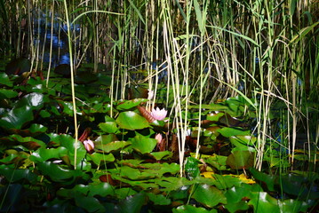 Naklejka premium Pond in the Forest Cemetery in the Town Soltau, Lower Saxony