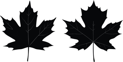 Fototapeta premium Autumn Leaf Silhouette Set vector