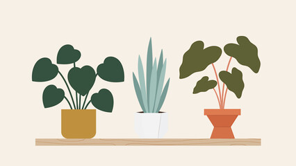 Elegant flat vector illustration of three green potted houseplants charmingly displayed on a natural wooden shelf, perfect for modern interior home decoration