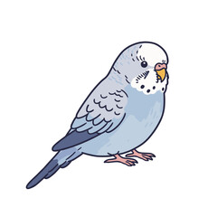 Blue budgerigar parakeet standing with a curious expression  