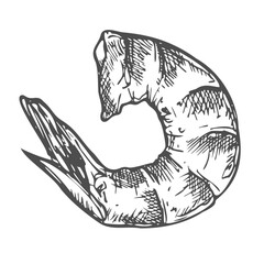 Hand drawn Peeled Shrimp Sketch Illustration