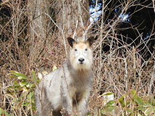 ニホンカモシカ
