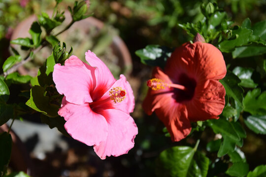 Large hibiscus flowers blooming in the garden (pink and orange hibiscus flowers), telephoto zoom macro shot / 庭園で咲き競うハイビスカスの大輪(ピンク色とオレンジ色のハイビスカスの花),望遠ズーム・マクロ撮り - Powered by Adobe