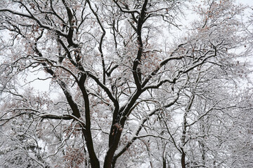 Snow Covered Tree Branches Against Winter Forest Background