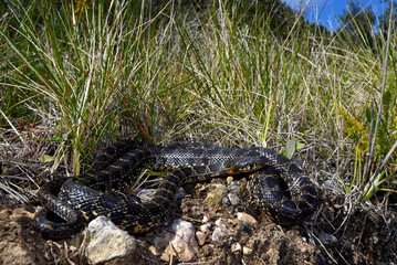 Horseshoe whip snake // Culebra de herradura // Hufeisennatter (Hemorrhois hippocrepis) - Spain