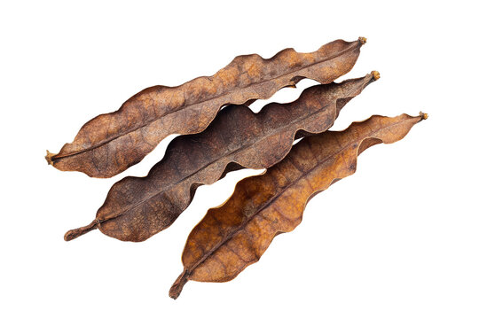 Dried oak leaves arranged diagonally on a transparent background isolated on transparent background.