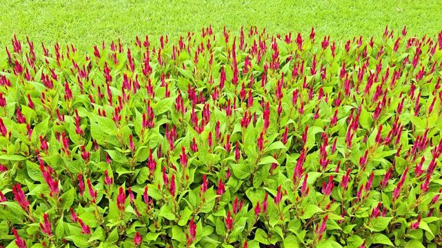 Celosia argentea, bright red flower blooming in garden which attract various insects to collect nectar.. Celosia argentea L. flowers are in long, erect, pointed inflorescences,  Leaves are lanceolate
