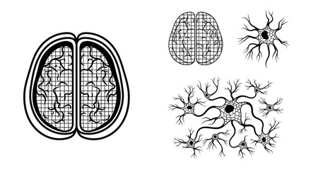 Detailed brain and neuron illustrations for medical, educational, or scientific projects, showcasing the beauty of neural networks