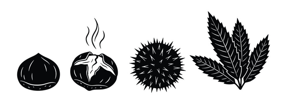 Chestnut set whole roasted spiky shell leaves. Hand drawn chestnut elements. Healthy food.
