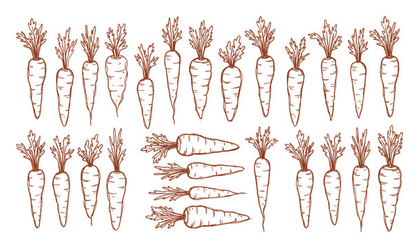 Collection of hand drawn carrots. fresh vegetable illustration. organic root vegetable sketch. healthy food outline.