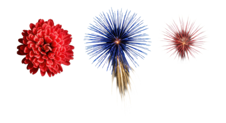 Four dynamic pyrotechnic bursts (red peony, blue chrysanthemum, gold willow, silver brocade) frozen and side lit on a high-key transparent background. concept of a dynamic festive celebration
