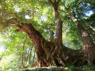 西明寺の椎の木