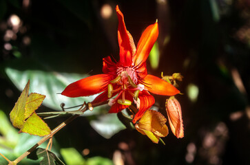 Passiflora vitifolia, the perfumed passion flower. A bright red flower blooming in the garden.