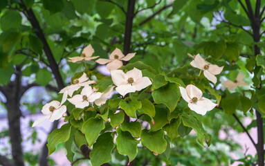 Flowering ornamental plant Cornus kousa.  Common names include kousa, kousa dogwood,Chinese dogwood,Korean dogwood,Japanese dogwood.