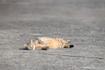 寝ころがってアピールする可愛い野良猫	