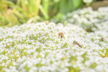 Several bees gather around a sea of white blossoms, highlighting the essential role of these creatures in sustaining plants and their importance in our ecosystem