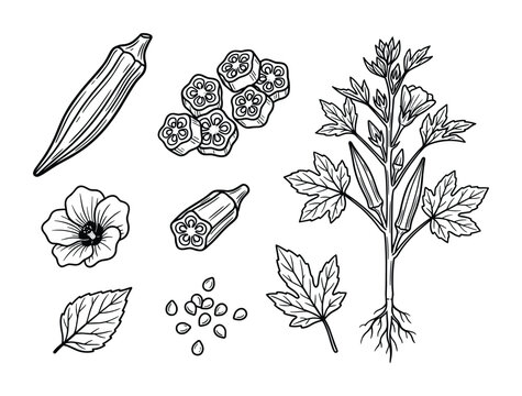 Fresh okra whole and sliced, flower, leaf, seeds, and plant with roots. Botanical illustration. Set.