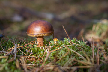 Autumn mushrooms in a Polish forest.