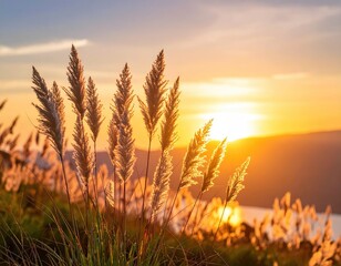 Grass plumes glow at warm sunset