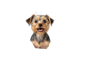 a wet, happy yorkshire terrier puppy with a soap cap sitting in a white bathtub overflowing with meringue foam, high-key commercial studio photography. concept for pet grooming advertisement