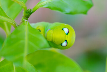 Daphnis caterpillar on leaf, Daphnis caterpillar green body, Daphnis caterpillar nature macro