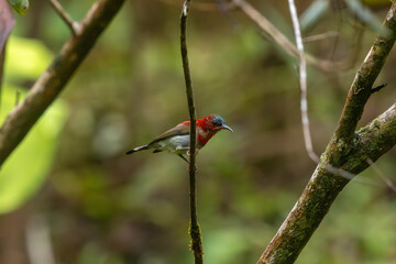 Crimson Sunbird medium-sized sunbird can be found in parks, gardens, and plantations