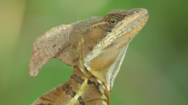 Common Basilisk Basiliscus basiliscus, A lizard sits calmly on a tree branch, its textured body and raised head clearly visible against a soft green forest background, capturing a quiet moment of wild