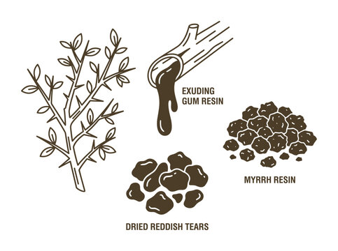 Myrrh branch exuding gum resin dried reddish tears, illustration set for natural ingredient
