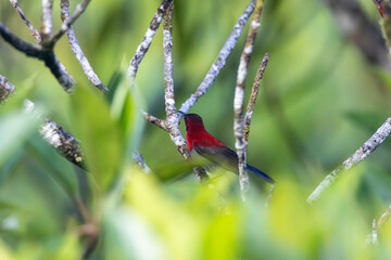 Crimson Sunbird medium-sized sunbird can be found in parks, gardens, and plantations