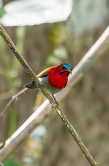 Crimson Sunbird medium-sized sunbird can be found in parks, gardens, and plantations