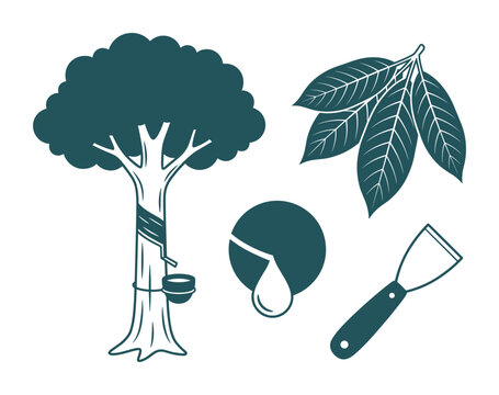 Rubber tree vector illustration, harvesting latex drip, leaves, and processing tool for production