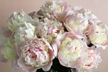 Peony flowers blooming in a soft pastel pink and white bouquet. floral backdrop for greeting or postcard