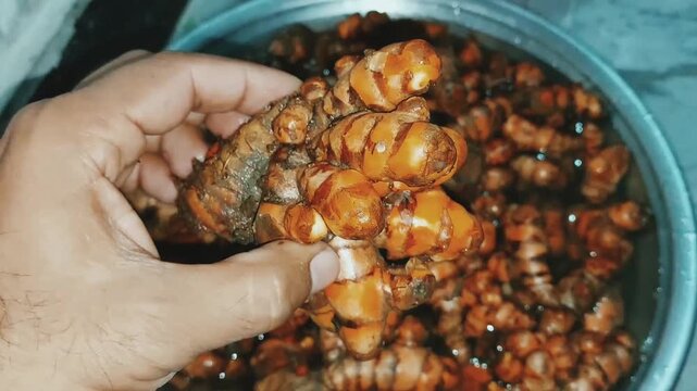 close view of fresh turmeric rhizomes being washed for preparation