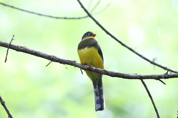 Fototapeta premium Sumatran trogon (Apalharpactes mackloti) is a species of bird in the family Trogonidae. 